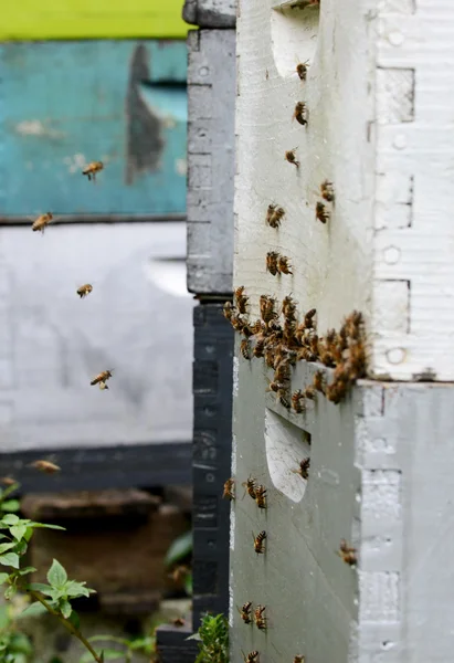 Abejas volando alrededor de la colmena — Foto de Stock