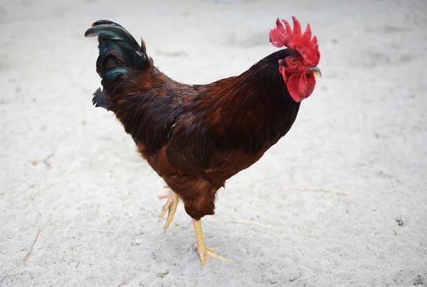 Beautiful rooster — Stock Photo, Image