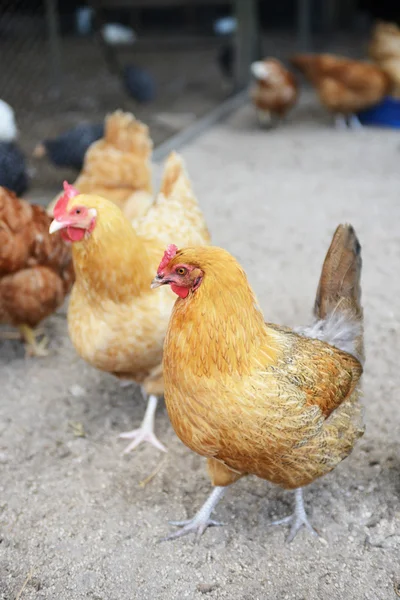 Chickens on a free range farm — Stock Photo, Image