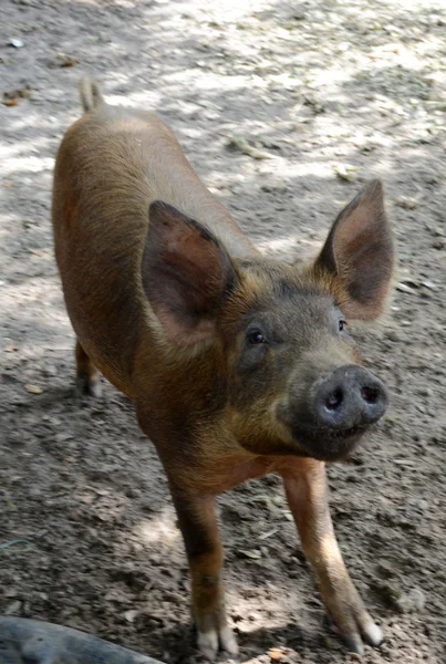 可爱的小猪在农场 — 图库照片