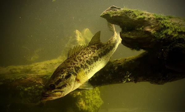 Pesca del pesce persico trota — Foto Stock