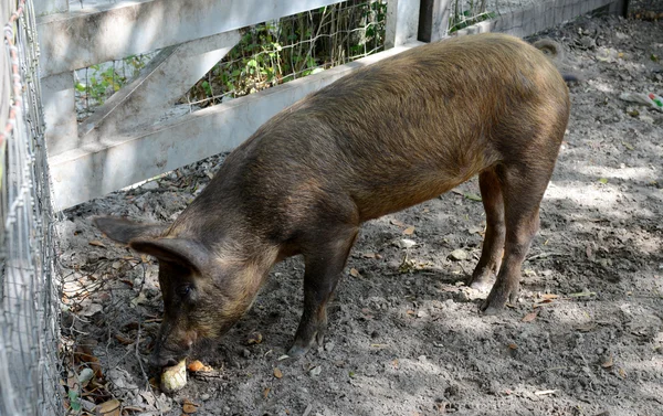 Pig eating — Stock Photo, Image