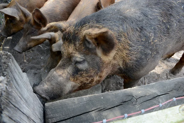Cerdos en una granja — Foto de Stock