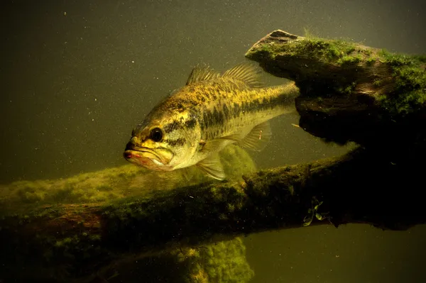 Largemouth bass ryby v jezeře — Stock fotografie