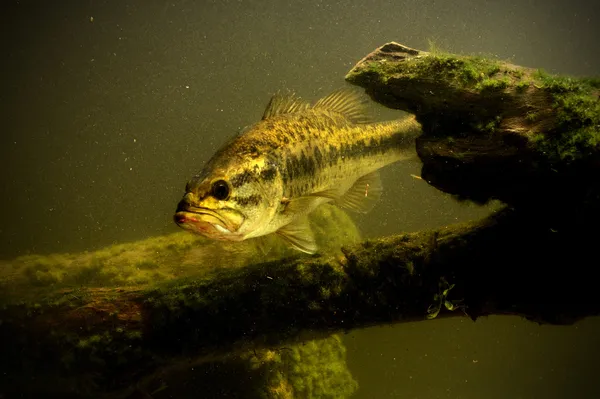 Largemouth peixe baixo no lago — Fotografia de Stock