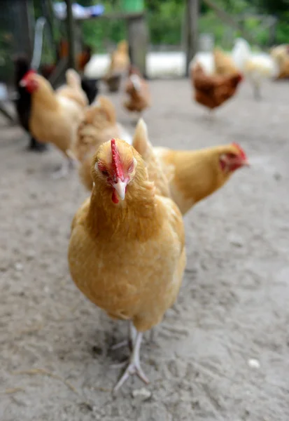 Üzgün tavuk — Stok fotoğraf