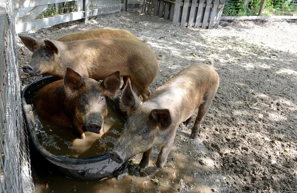 Cerdos que juegan en el agua en corral — Foto de Stock