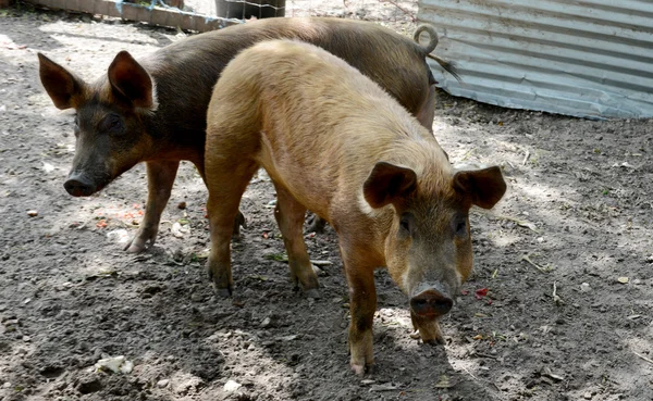 两只猪 — 图库照片