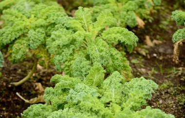 Kale