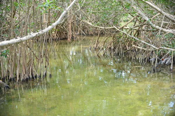 Árboles de manglar —  Fotos de Stock