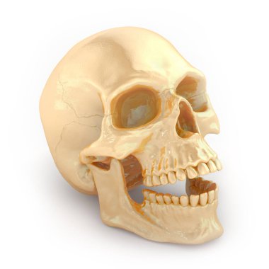 Beyaz arka planda altın kafatası. 3B görüntüleme