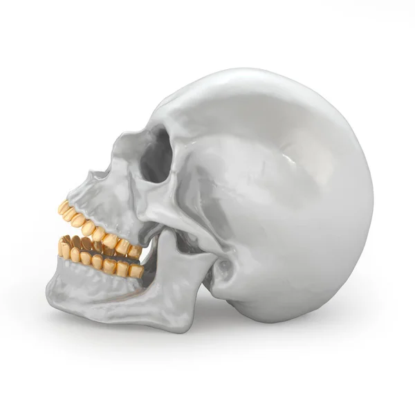 Skallprofil Med Gyllene Tänder Konst Koncept Rendering — Stockfoto
