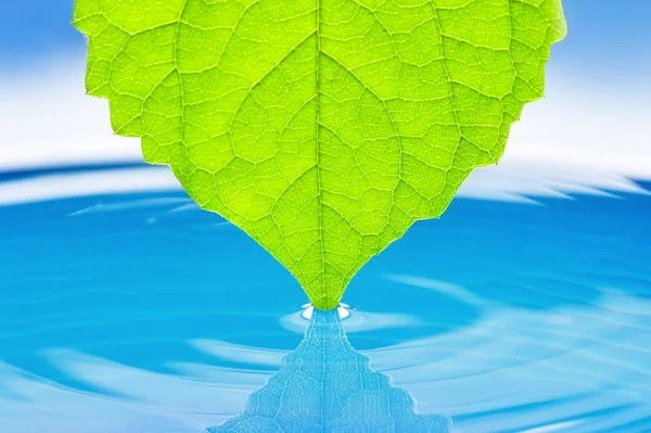 Hojas verdes suculentas para el agua . — Foto de Stock