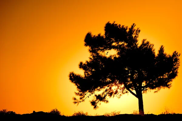 日の出に対して 1 つの木のシルエット — ストック写真