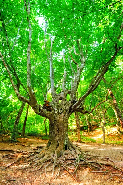 老枝繁常绿山毛榉森林. — 图库照片