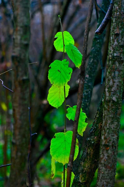 Ultime foglie verdi nella foresta autunnale in ottobre . — Foto Stock