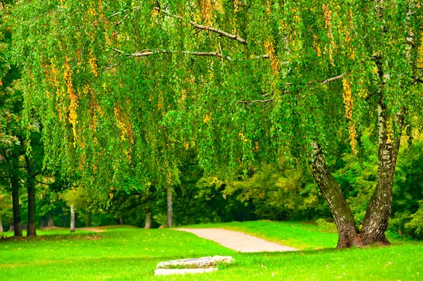 Birch tree op het grasveld in het park, aan het begin van oktober. — Stockfoto