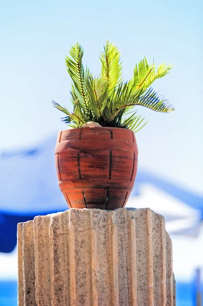 Plante tropicale dans un pot d'argile rouge sur l'ancienne colonne . — Photo