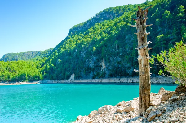 Tronco d'albero secco sulla riva di un lago di montagna — Foto Stock