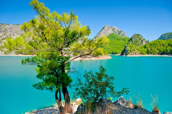 Маленькое зеленое дерево на фоне лазурных вод горного озера — стоковое фото