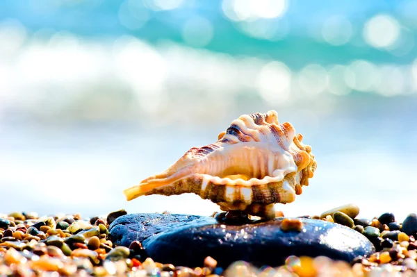 Zeeschelp op zand en kiezel strand door zee. — Stockfoto