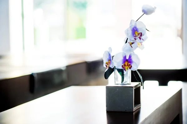 Dekorativ orkidé blomma stående på ett bord. — Stockfoto