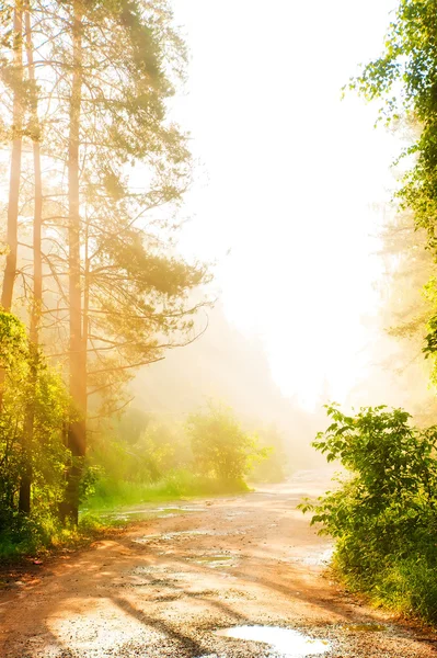 Forest road in the fog — Stock Photo, Image