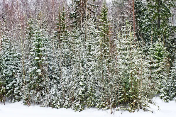 冬のモミの森 — ストック写真