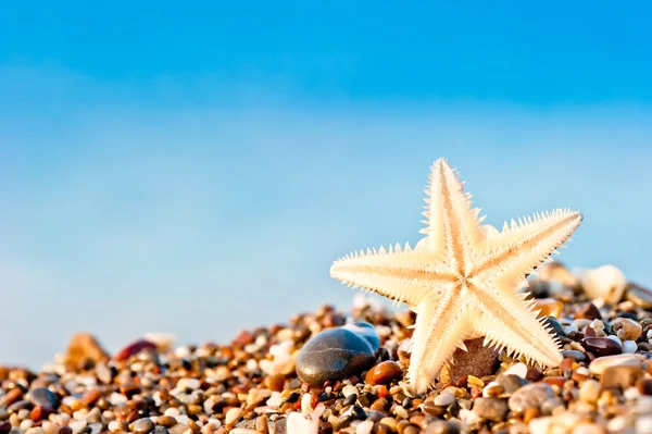 Estrella de mar acostada en la playa de arena . —  Fotos de Stock