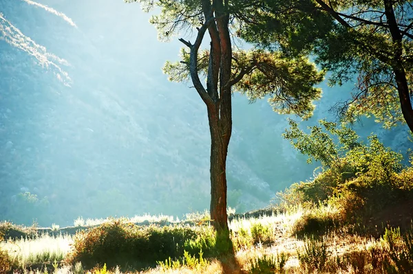 对太阳光线的树的剪影 — 图库照片