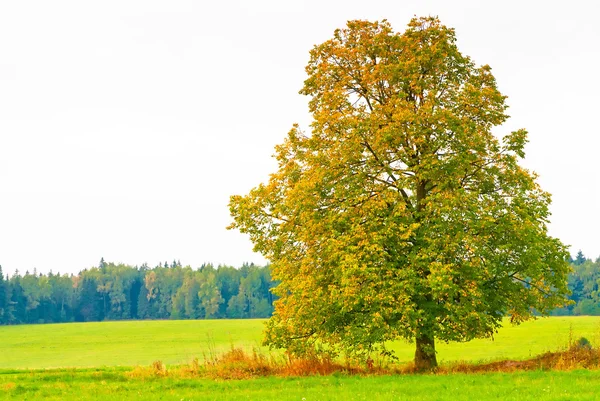 Bellissimo albero deciduo in un campo su uno sfondo cielo nuvoloso — Foto Stock