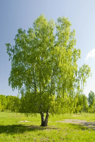 一个人在草地上站的俄罗斯白桦树 — 图库照片