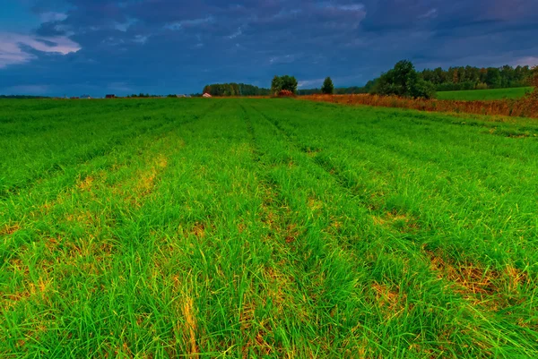 Grönt gräs i ett fält i tidigt på morgonen — Stockfoto