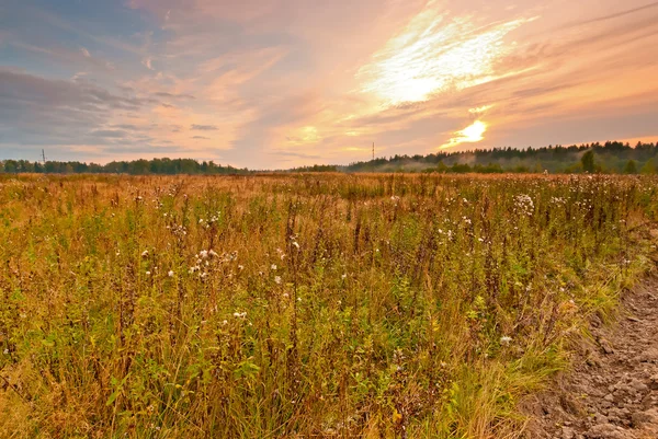 Wild field in central Russia at dawn — Stock Photo, Image