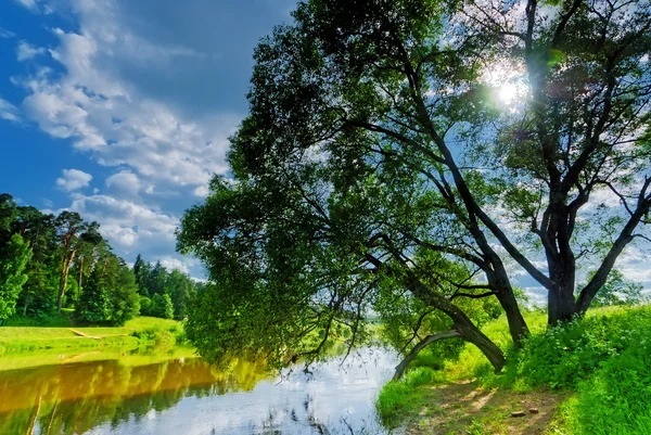 Branchy deciduous tree growing on the bank of the river — Stock Photo, Image