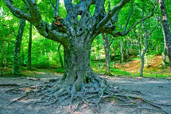 Old branchy evergreen beech forest. — Stock Photo, Image