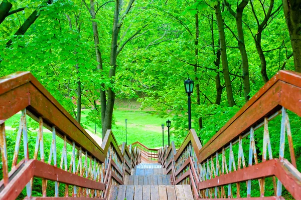 Escadaria de madeira na floresta protegida — Fotografia de Stock