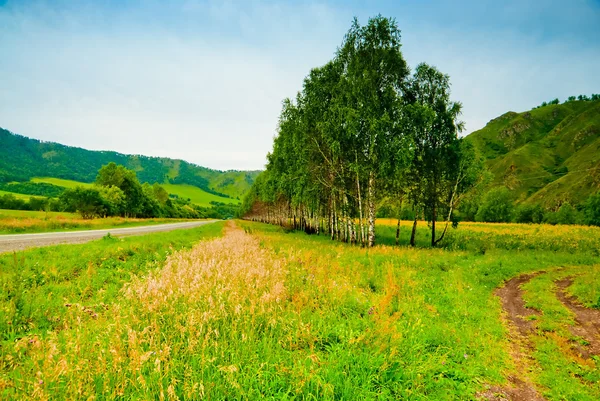 Ländliche Landschaft mit Birken, die entlang der Straße gepflanzt wurden. Altaigebirge. — Stockfoto