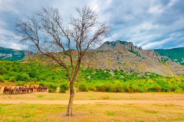 Picturesque dry tree at the foot of the mountain Demerdzhi. Crimea. Ukraine — Stock Photo, Image