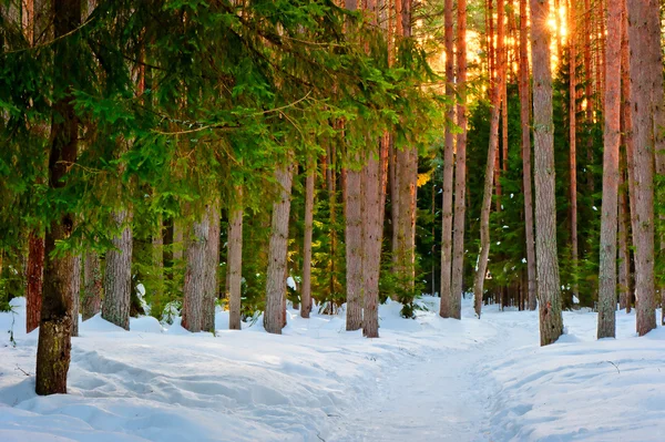 Snowy szlak w lesie drzew iglastych zimą — Zdjęcie stockowe