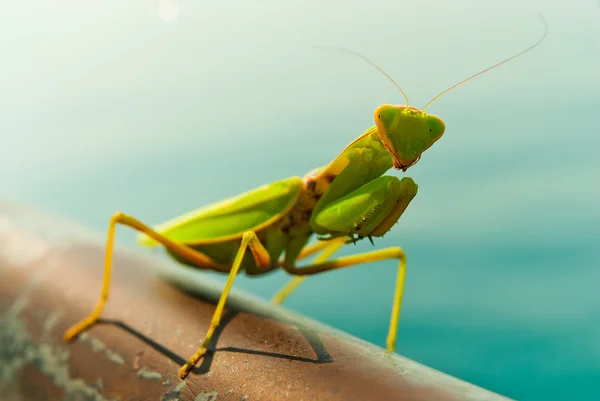 En mantis poserar för kameran. — Stockfoto