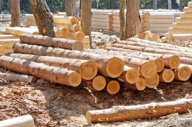 Harvested pine logs at the site of timber processing and assembly log cabins homes clipart