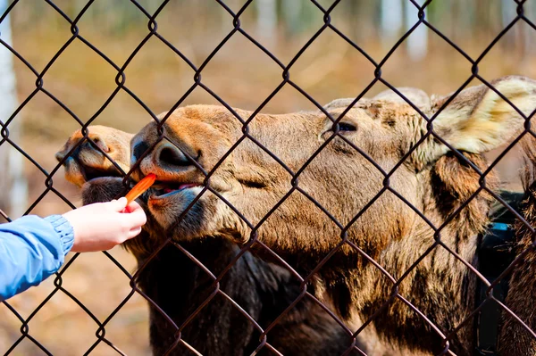 Den kvinnliga sidan matar en ung älg morötter genom ett armeringsnät — Stockfoto