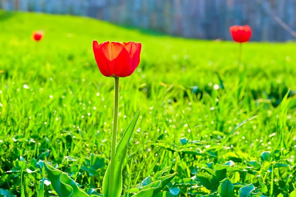 緑豊かな緑の芝生の背景に赤チューリップ — ストック写真