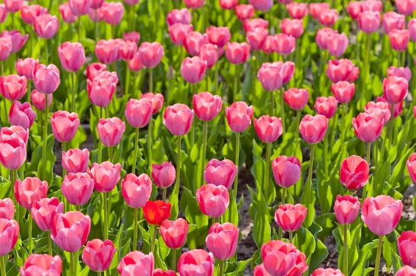 Tulipanes belleza — Foto de Stock