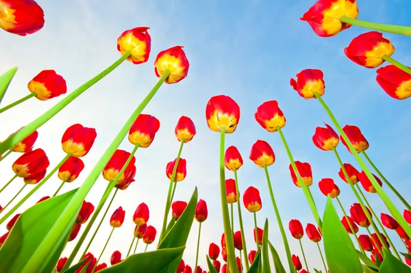 Červené tulipány na pozadí modré oblohy — Stock fotografie