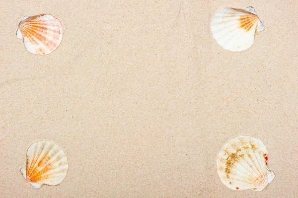 Four sea shells at the corners of a sand background — Stock Photo, Image