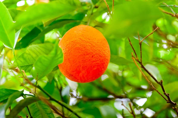 Ripe oranges hanging on a branch of an orange tree in the grove — Stock Photo, Image