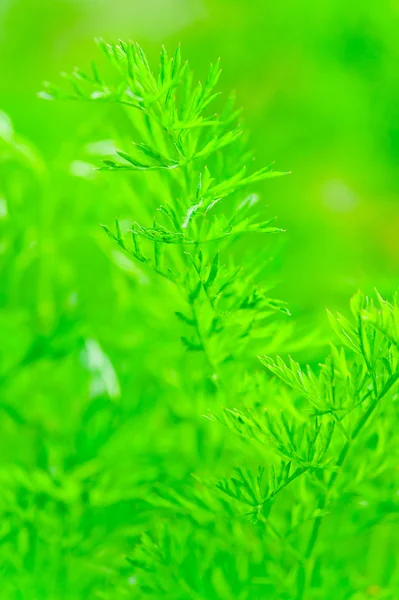 Saftigt grönt blad dill närbild på en bakgrund av grönt gräs — Stockfoto