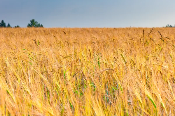 Spighe mature gialle di grano alla luce del sole prima del raccolto — Foto Stock